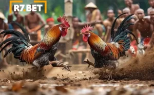 Rinhas de galo online na R7Bet-1