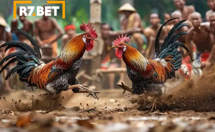 Rinhas de galo online na R7Bet-1