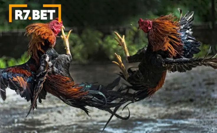 Rinhas de galo online na R7Bet-4